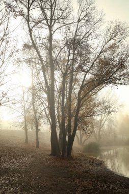 Sabah sisli sonbahar park görünümünü