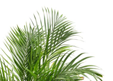 Decorative Areca palm on white background, closeup clipart