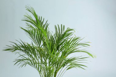 Açık renkli dekoratif Areca Palm'da