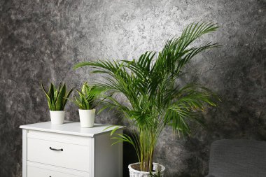 Decorative Areca palm in room near grunge wall clipart