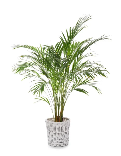 Decoratieve Areca Palm Witte Achtergrond — Stockfoto