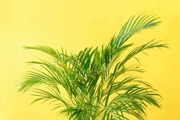 Decorative Areca Palm Color Background — Stock Photo, Image