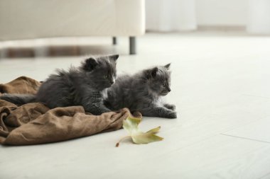 Sevimli küçük yavru kedi evde