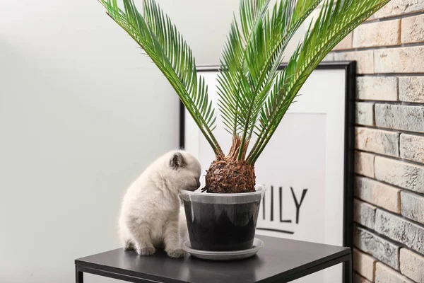 Houseplant 집에서 귀여운 고양이 — 스톡 사진