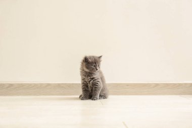 sevimli küçük yavru kedi evde