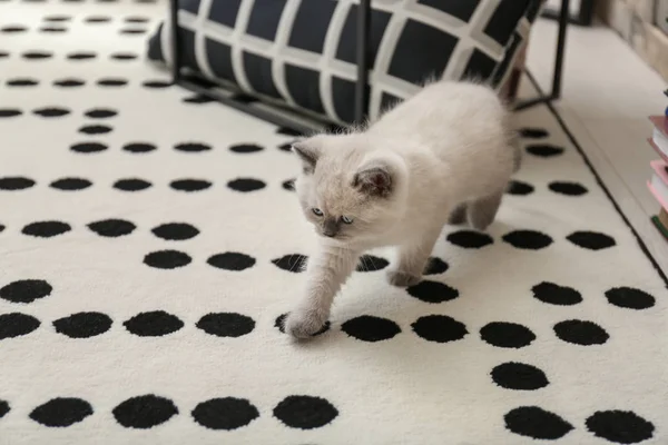 Cute Little Kitten Home — Stock Photo, Image