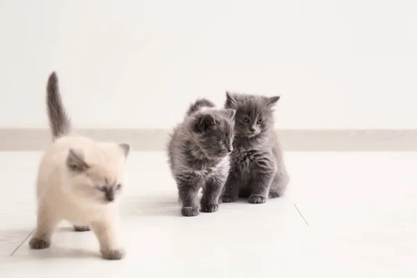 Niedliche Kleine Kätzchen Hause — Stockfoto