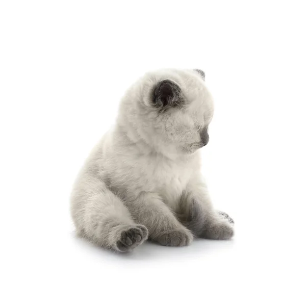 白色背景的可爱的小猫 — 图库照片