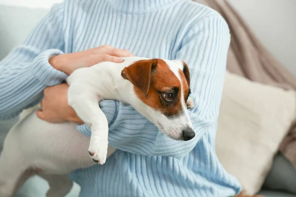 Bonito Jack Russell Terrier Com Proprietário Casa — Fotografia de Stock