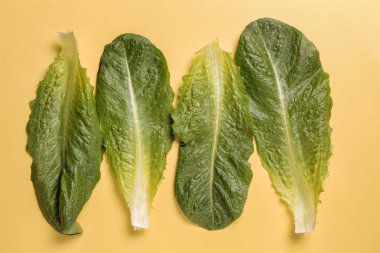 Yeşil renk arka plan üzerinde taze lahana yaprakları