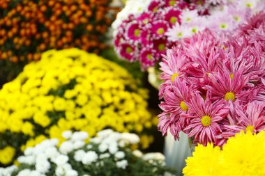 Bir sürü güzel kasımpatı çiçeği