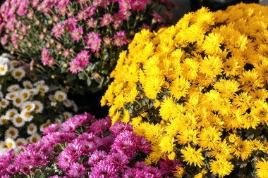 Bir sürü güzel kasımpatı çiçeği