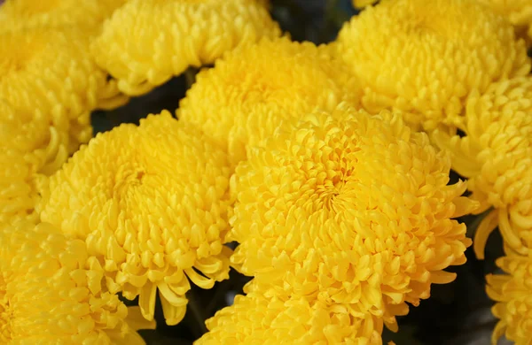 Plenty Beautiful Chrysanthemum Flowers — Stock Photo, Image