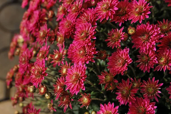 Plenty Beautiful Chrysanthemum Flowers — Stock Photo, Image