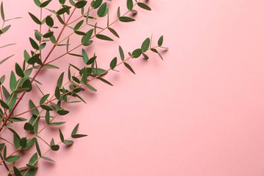 Renk arkaplanına yeşil okaliptüs dalları