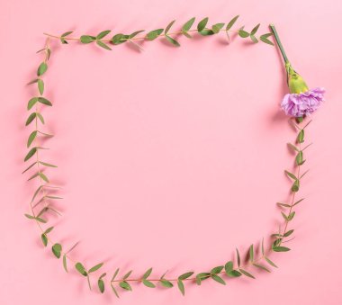 Yeşil okaliptüs şube ve çiçek renk arka plan üzerinde çerçeve yaptı