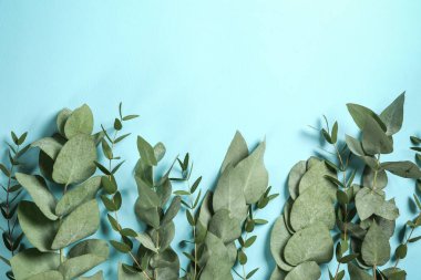 Renk arkaplanına yeşil okaliptüs dalları