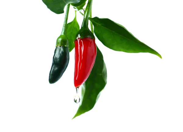 Oil Dripping Chili Peppers White Background — Stock Photo, Image
