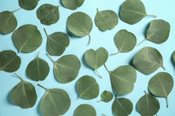 Feuilles Eucalyptus Vert Sur Fond Couleur — Photo