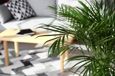 Oda İç dekoratif Areca avucunda