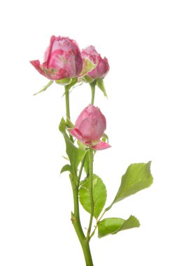 Beyaz arka planda güzel taze güller