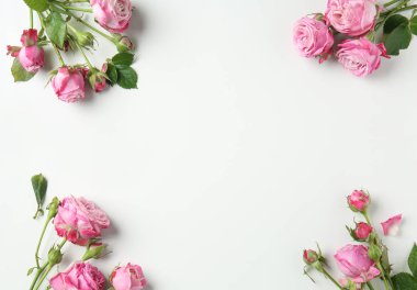 Beyaz arka planda güzel pembe güller