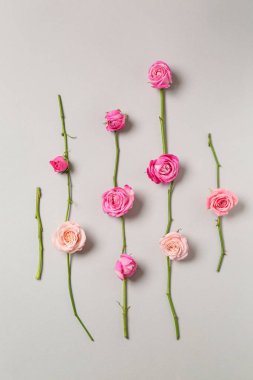 Gri arka plan üzerinde güzel pembe gül ile kompozisyon