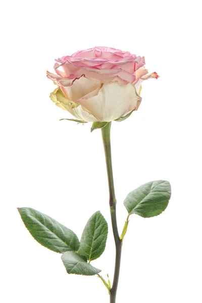 Hermosa Rosa Sobre Fondo Blanco — Foto de Stock