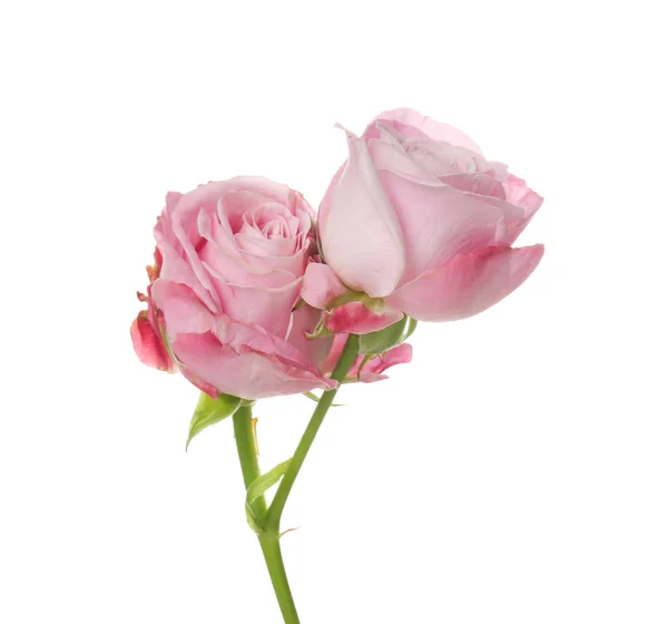 Beautiful Fresh Roses White Background — Stock Photo, Image