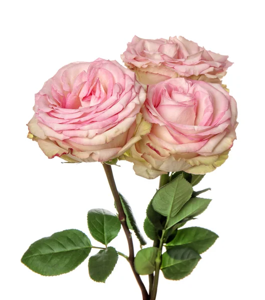 Belle Rose Fresche Sfondo Bianco — Foto Stock