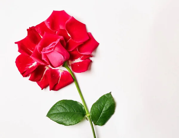 Beautiful Rose Petals White Background — Stock Photo, Image