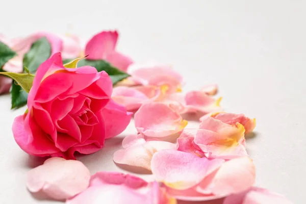 Beautiful Pink Rose Petals Light Background — Stock Photo, Image