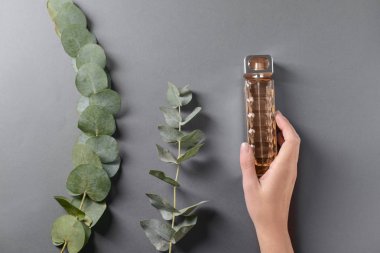 Şişe parfüm ve okaliptüs dalları gri arka plan üzerinde el