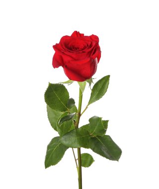 Beyaz arkaplanda güzel kırmızı bir gül