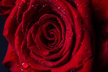 Güzel kırmızı gül, portre