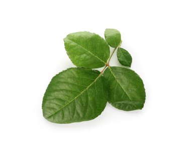 Gül beyaz zemin üzerine yeşil yaprakları