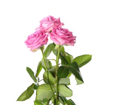 Beyaz arka planda güzel pembe güller