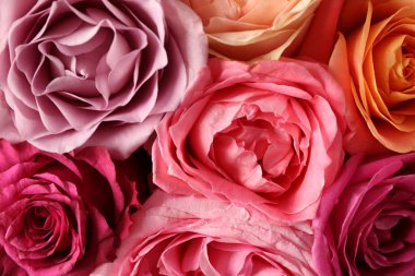 Güzel renkli gül, üstten görünüm