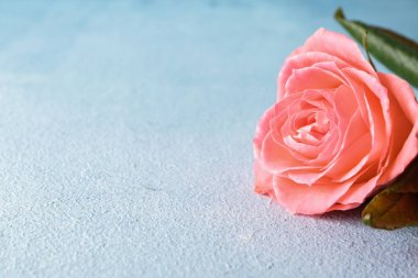 Renk arka plan üzerinde güzel gül