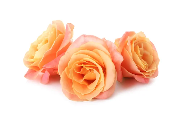 Beautiful Roses White Background — Stock Photo, Image