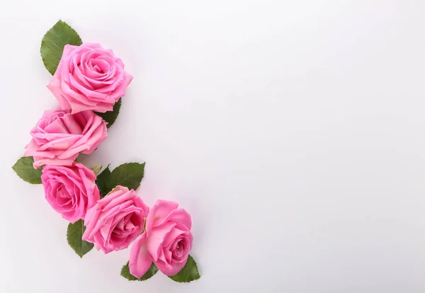 Beautiful Pink Roses White Background — Stock Photo, Image