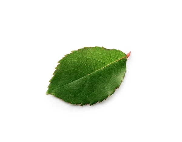 Feuille Verte Rose Sur Fond Blanc — Photo