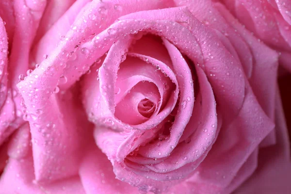 Beautiful Pink Rose Closeup — Stock Photo, Image