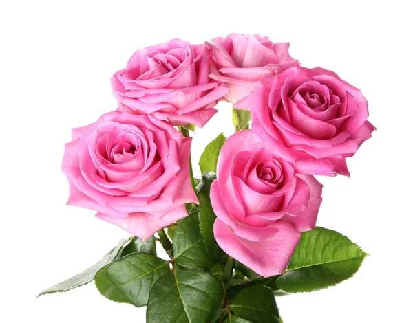 Beautiful Pink Roses White Background — Stock Photo, Image