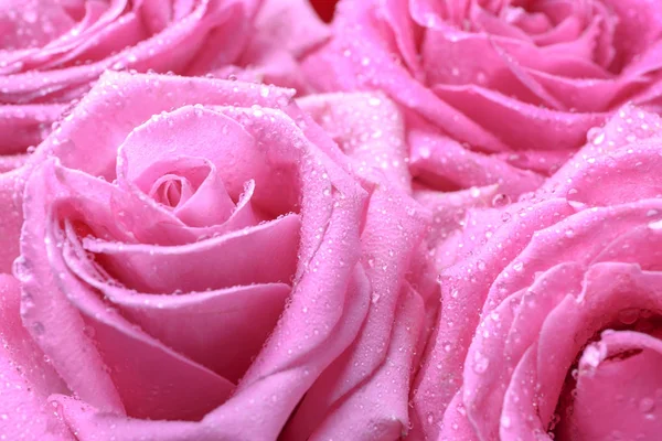 Beautiful Pink Roses Closeup — Stock Photo, Image