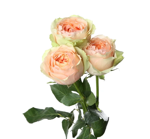 Beautiful Roses White Background — Stock Photo, Image