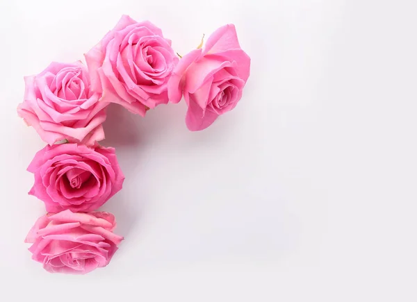 Hermosas Rosas Rosadas Sobre Fondo Blanco — Foto de Stock