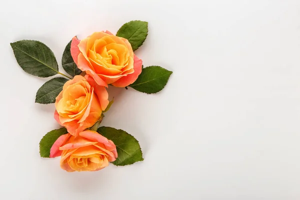 Όμορφα Τριαντάφυλλα Λευκό Φόντο — Φωτογραφία Αρχείου