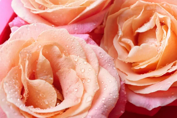 Beautiful Peachy Roses Closeup — Stock Photo, Image