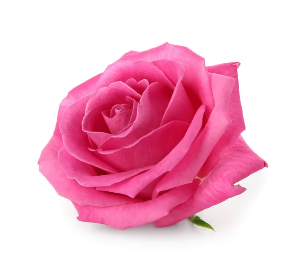 Красивая Розовая Роза Белом Фоне — стоковое фото